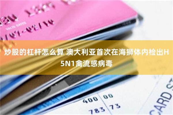 炒股的杠杆怎么算 澳大利亚首次在海狮体内检出H5N1禽流感病毒